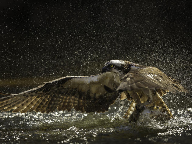 Audubon Attends EPA GLRI Planning Meeting in Toledo 