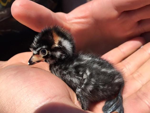 GLRI Action Plan III: What you need to know and how you can be a voice for Great Lakes birds