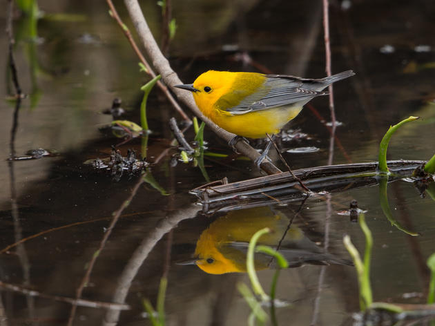 Audubon Network Comes Together to Protect Michigan’s Wetlands
