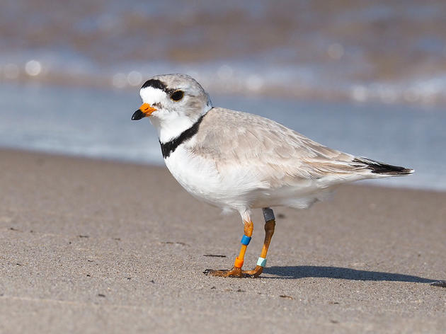 Meet Old Man Plover, the Pride of the Great Lakes 