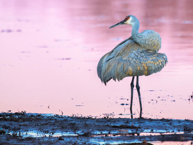 Be a Voice for Great Lakes Birds, Join our Action Network