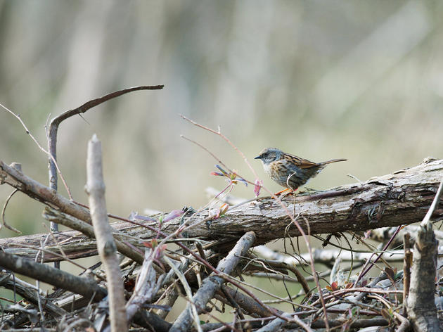 Build a Brush Pile for Birds