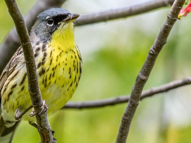 Federal Bill will Dedicate Wildlife Conservation Funding to Protect Great Lakes Birds like the Kirtland’s Warbler and Black Tern