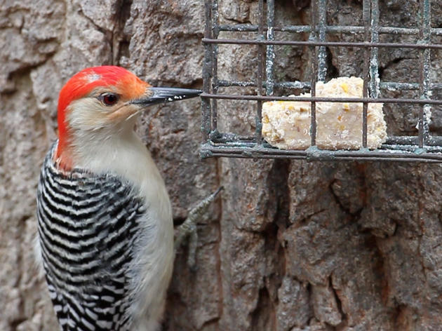 Make Your Own Suet