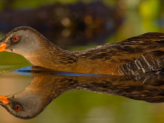 Great Lakes Restoration Initiative Action Plan III
