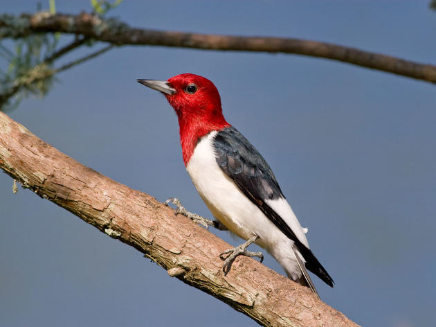 Art Lesson: How Do Birds Get Their Names?