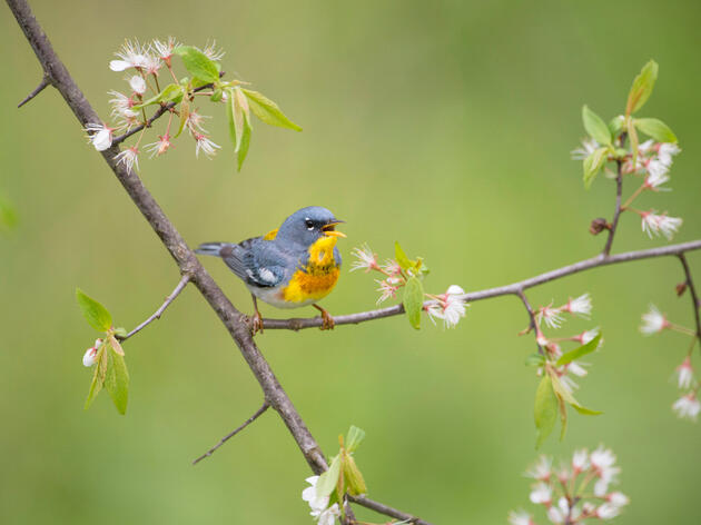 Audubon Report Shows That Important Bird Habitats are Key Natural Solutions to Climate Change
