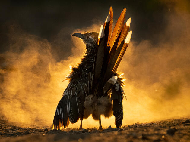 2021 Audubon Photography Awards Winners Enchant with Birdlife Imagery