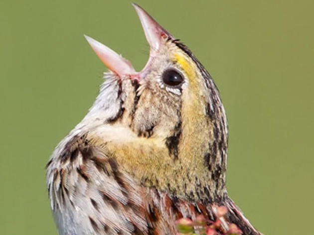 Chicagoland Nurtures Henslow’s Sparrow Rebound New Audubon Study Reveals