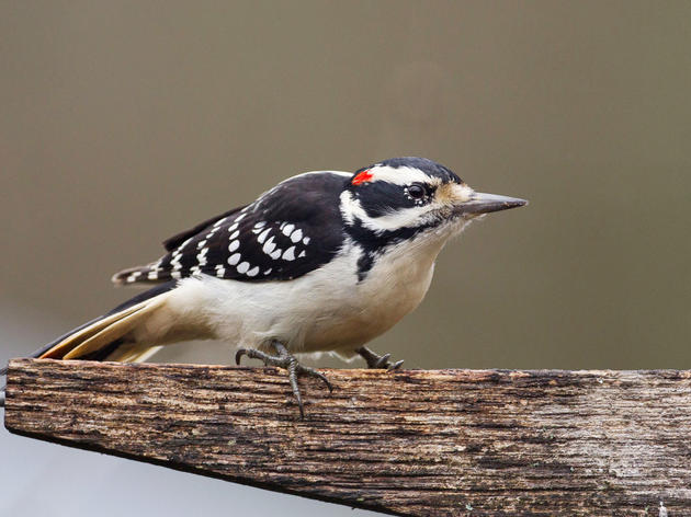 Get to Know These 15 Common Birds 