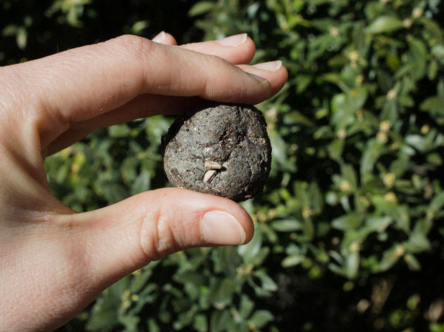 Making Seed Balls to Help Birds