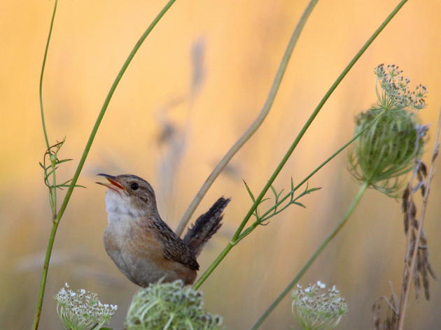Audubon’s State of the Grasslands Report a Turning Point for Grassland Bird Conservation in Illinois
