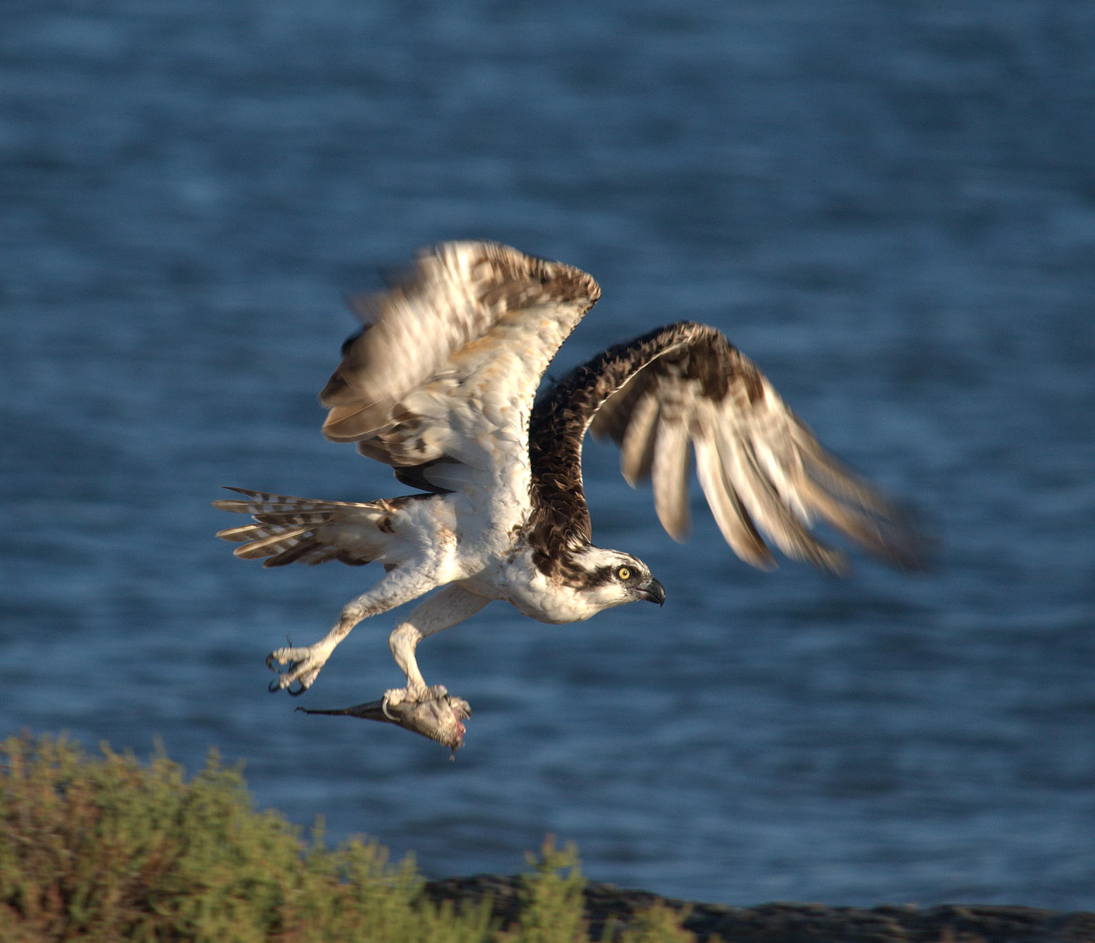 Osprey