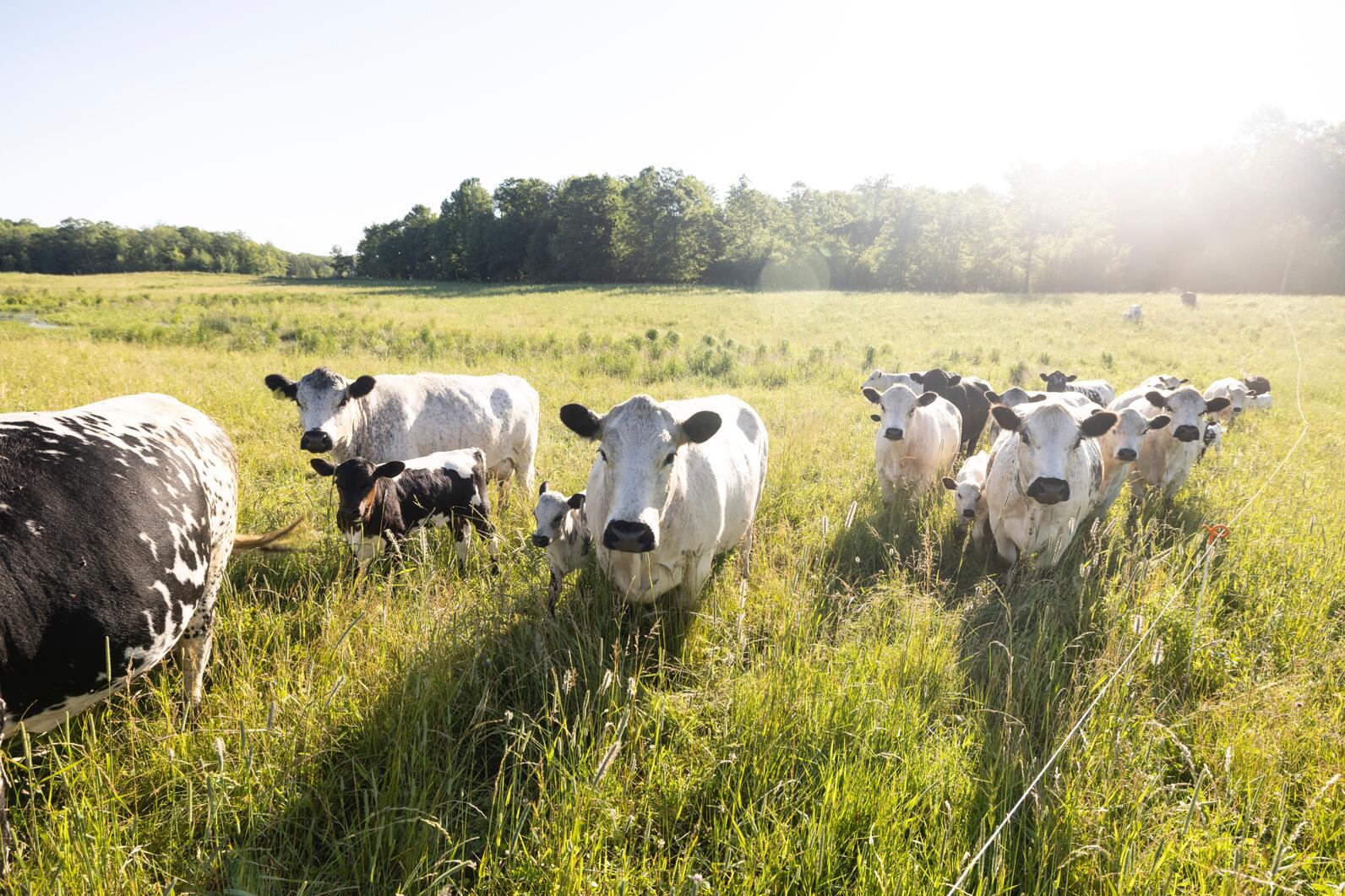 Cows enjoy the sunshine on farmland owned by the Steinke Family, now part of the new Audubon Conservation Ranching program in Wisconsin. Photo: Jenn Ackerman and Tim Gruber Cows enjoy the sunshine on farmland owned by the Steinke Family, now part of the new Audubon Conservation Ranching program in Wisconsin. Photo: Jenn Ackerman and Tim Gruber