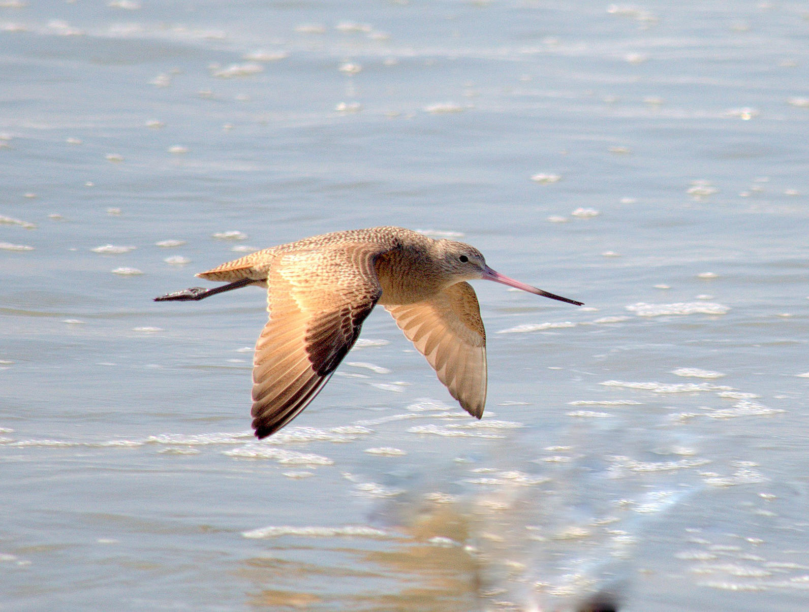 Marbled Godwit