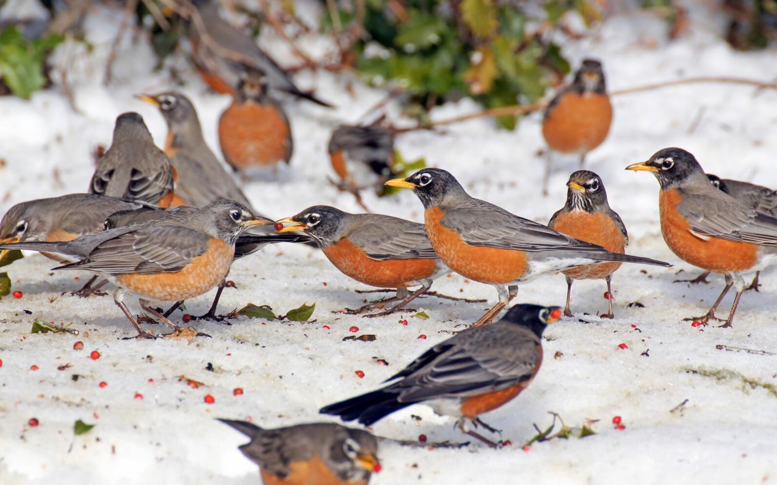 More than a dozen American Robins feed on red berries that have fallen on the snow-covered ground from a nearby shrub. 