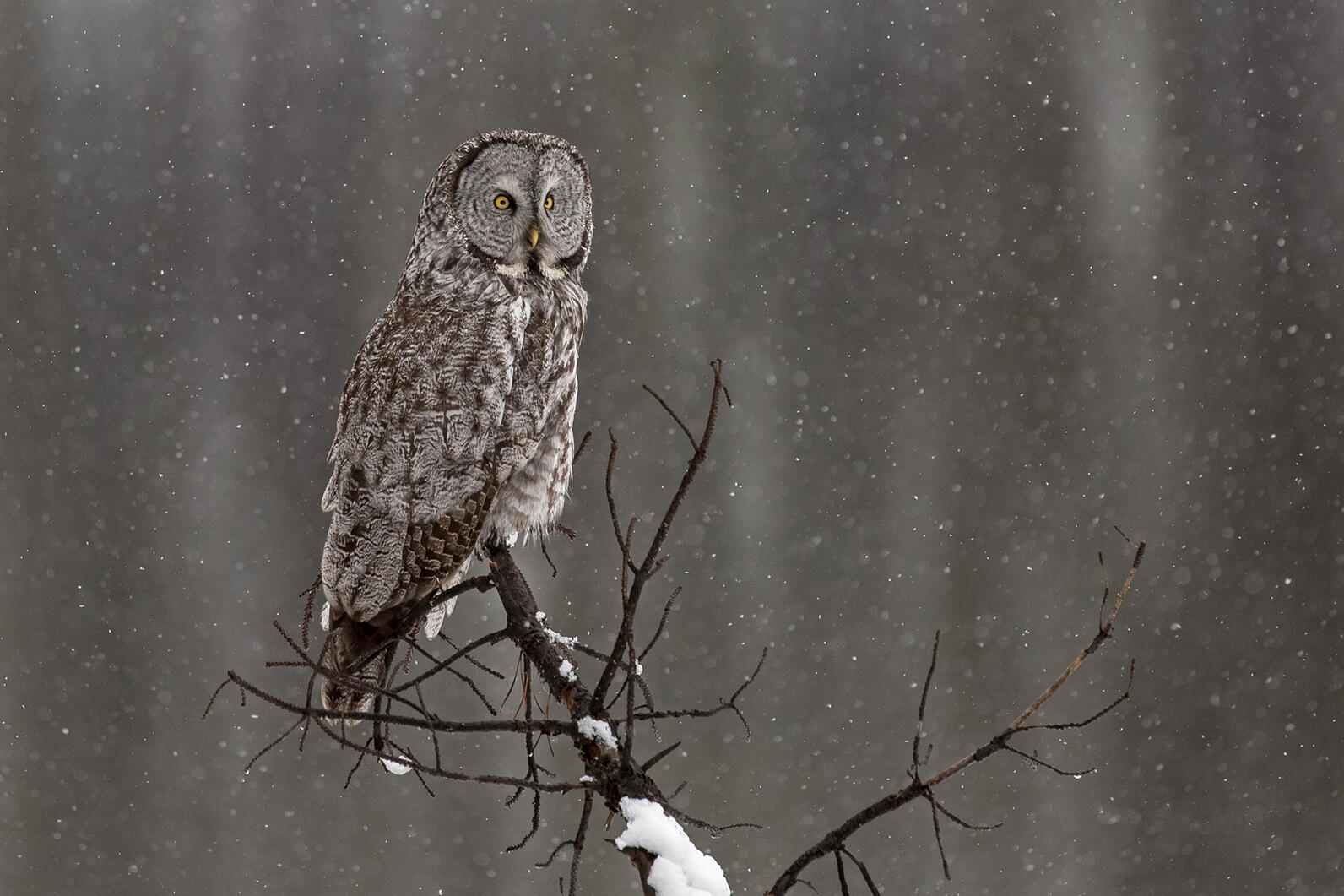 Great Gray Owl perched on leafless tree branch, in a light snow. 