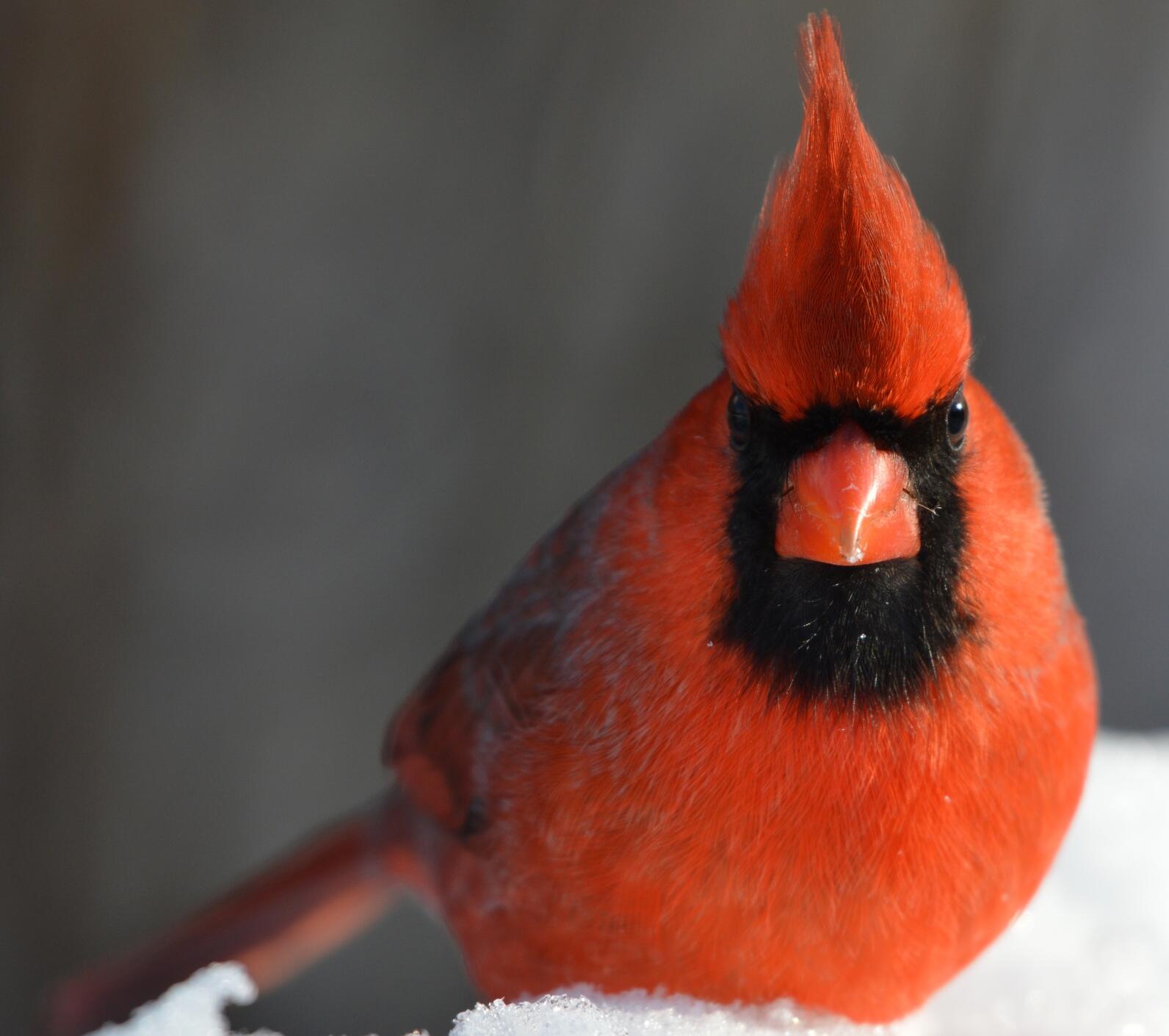 A male Northern Cardinal looks directly at the camera as it stands in fresh snow. 