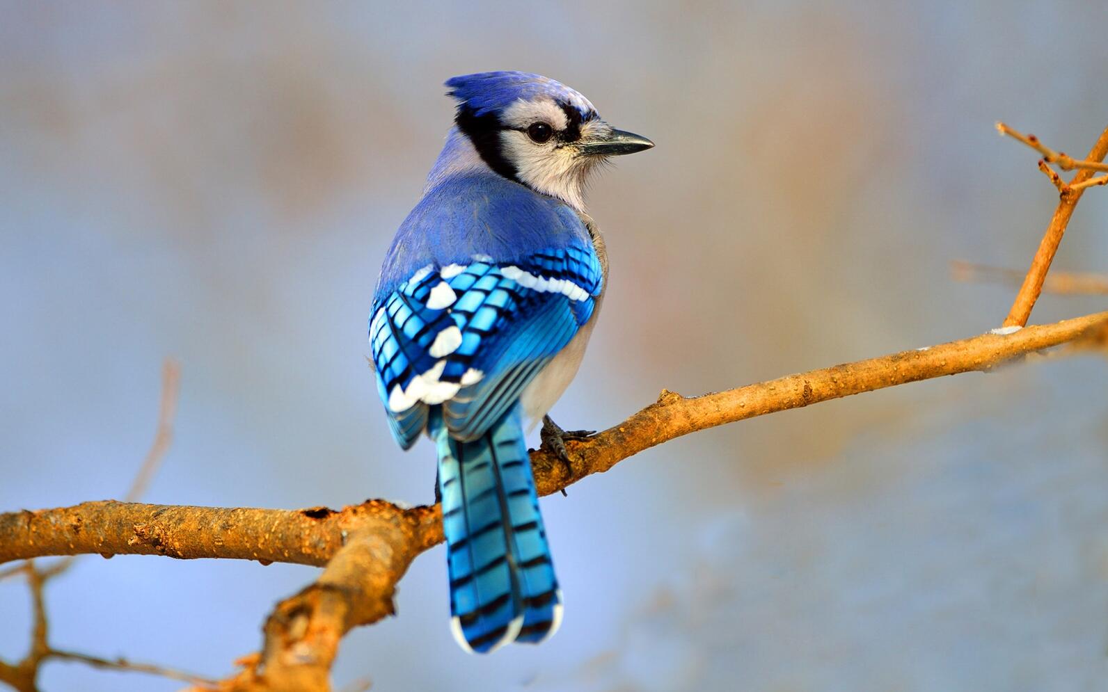 A Blue Jay perches on a bare branch with its back to the camera in full sun. Its vibrant blue feathers glisten and shine in the sunlight, as it looks over its shoulder to peek at the photographer. 
