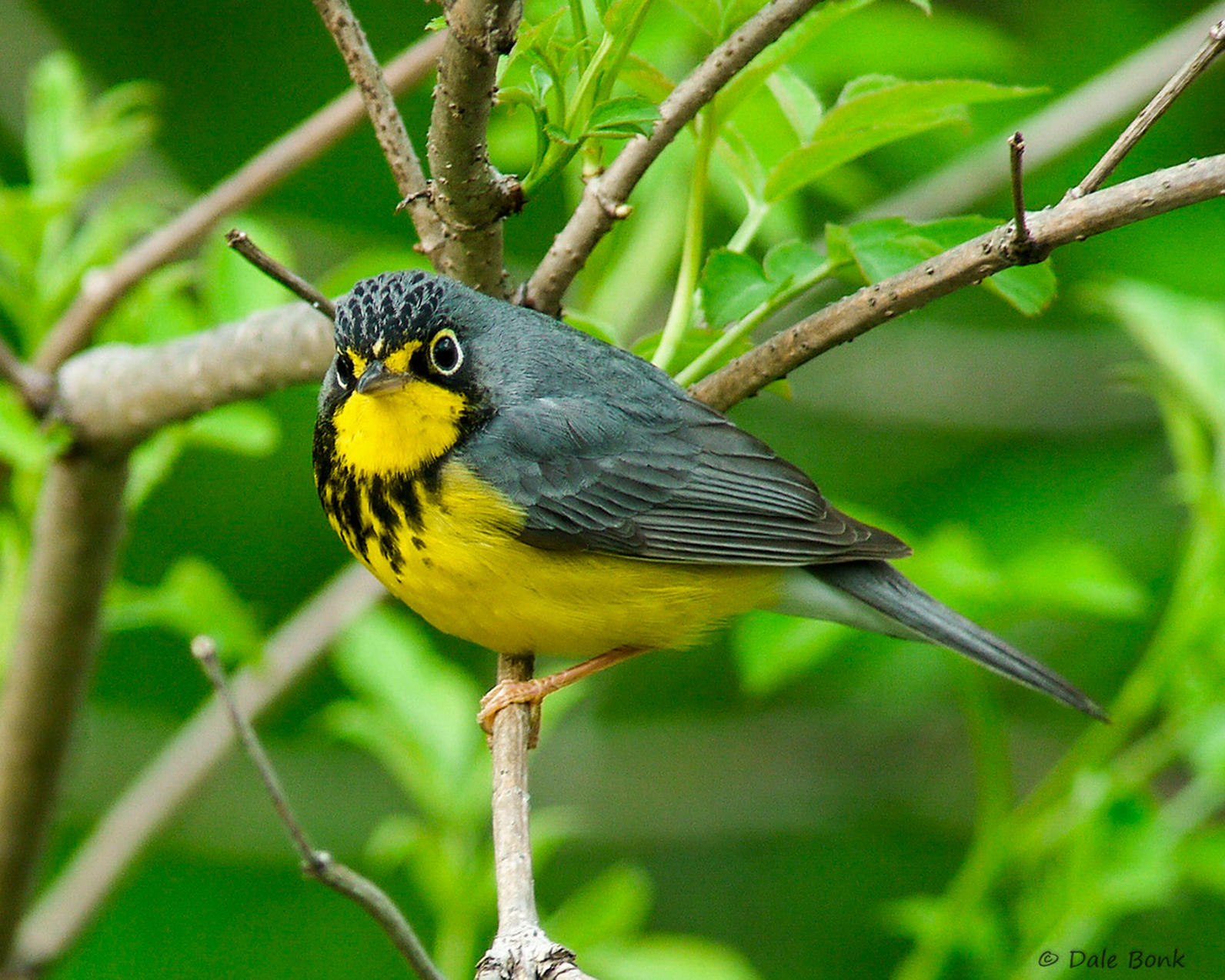 bird watching in southeast michigan