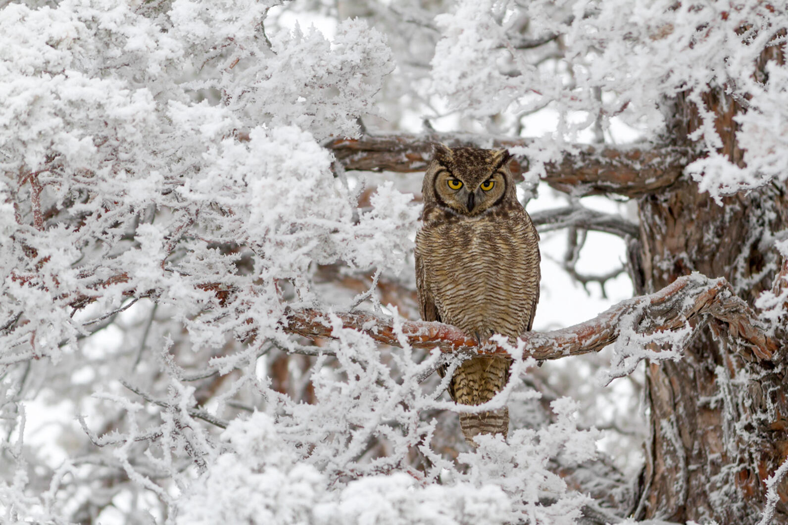 Great Horned Owl perched in snow covered tree. 