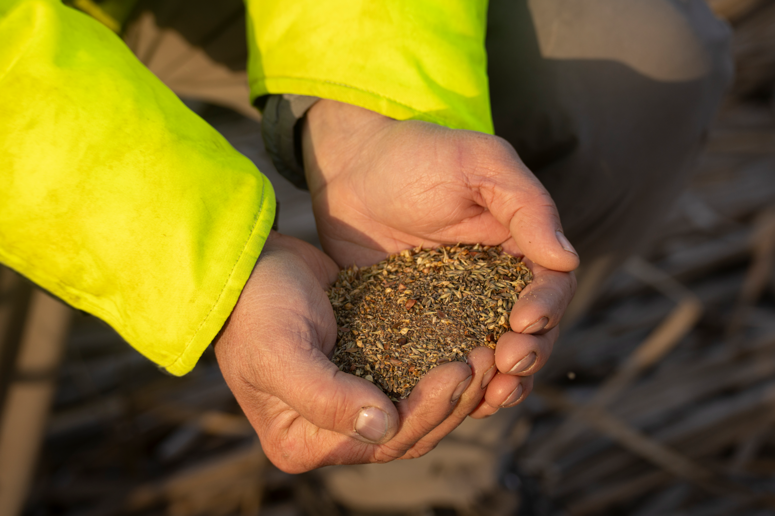 Native plant seed mix. Photo: Sydney Walsh/Audubon Native plant seed mix. Photo: Sydney Walsh/Audubon