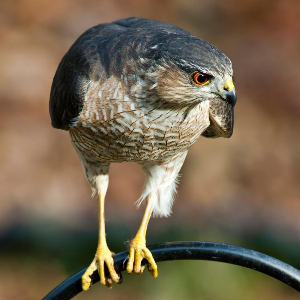 An adult Sharp-shinned Hawk perches on a bird feeder hook. 