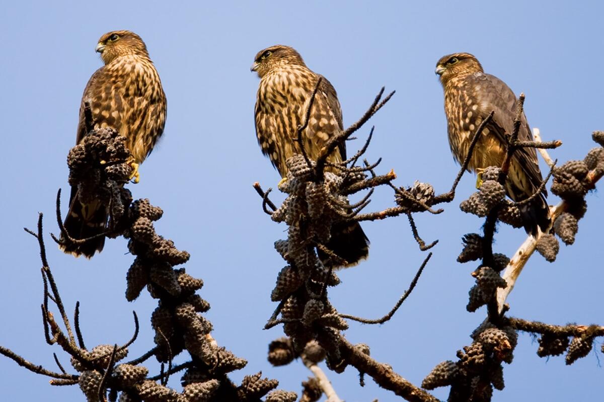 Three juvenile and/or female Merlins perched on top of evergreen trees. 