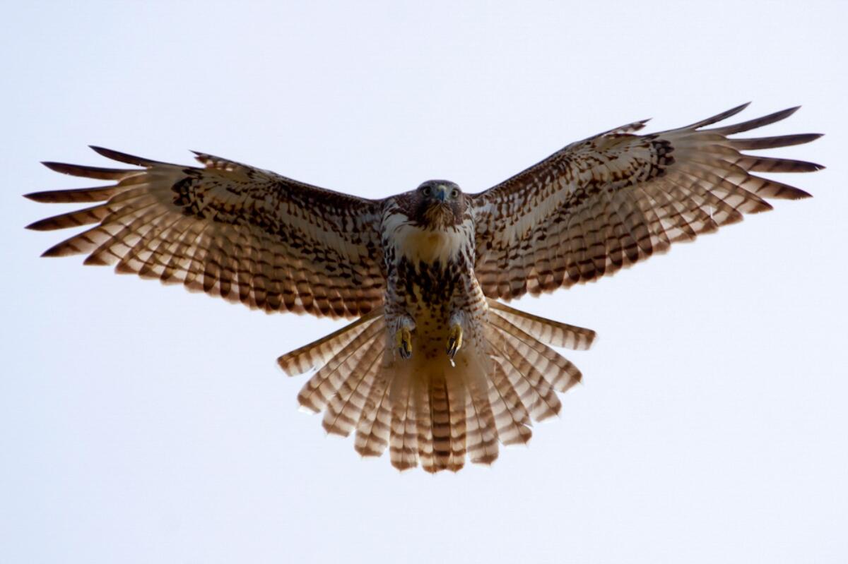 A brown and white barred juvenile Red-tailed Hawk hovers in the air.