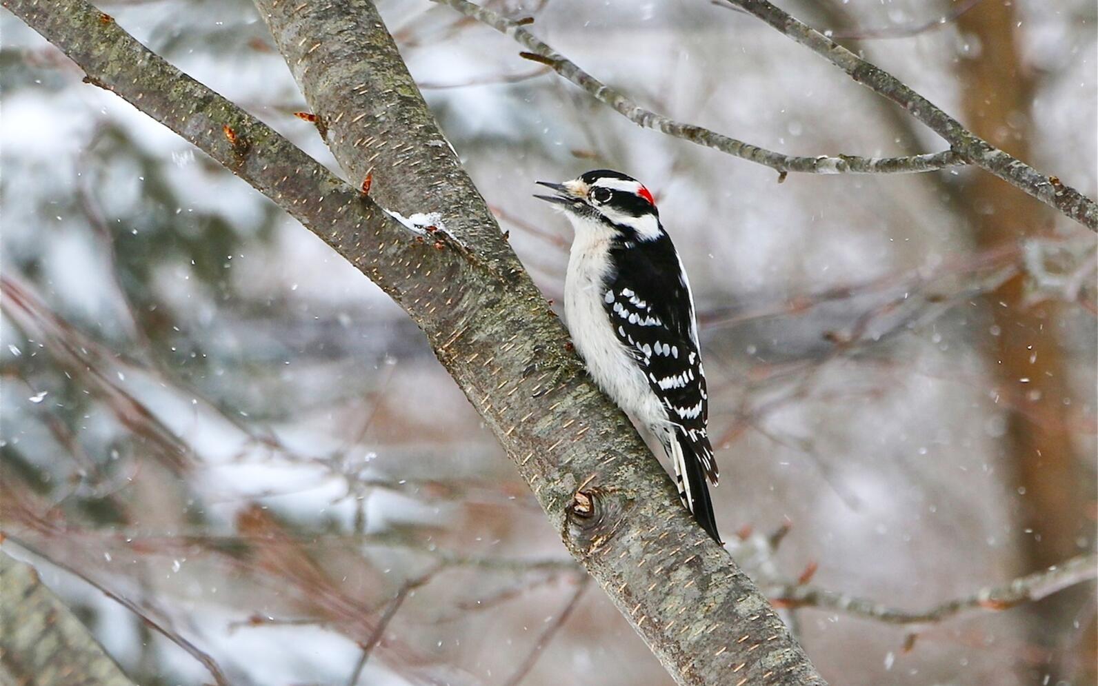 A male Downy Woodpecker perched on a branch in light snow. 