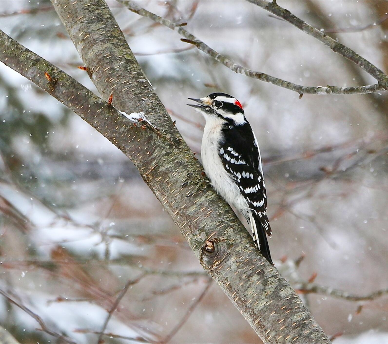 A male Downy Woodpecker perches on the side of a branch in light snow with his mouth open as he gives a call. 