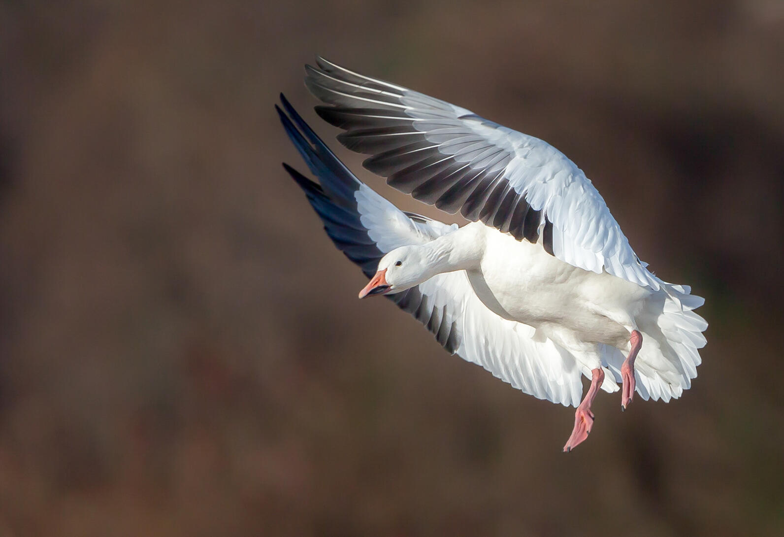 A Snow Goose coming in for a landing with white wings with black tips extended above its head, and pink feet down and ready to touch the ground. 