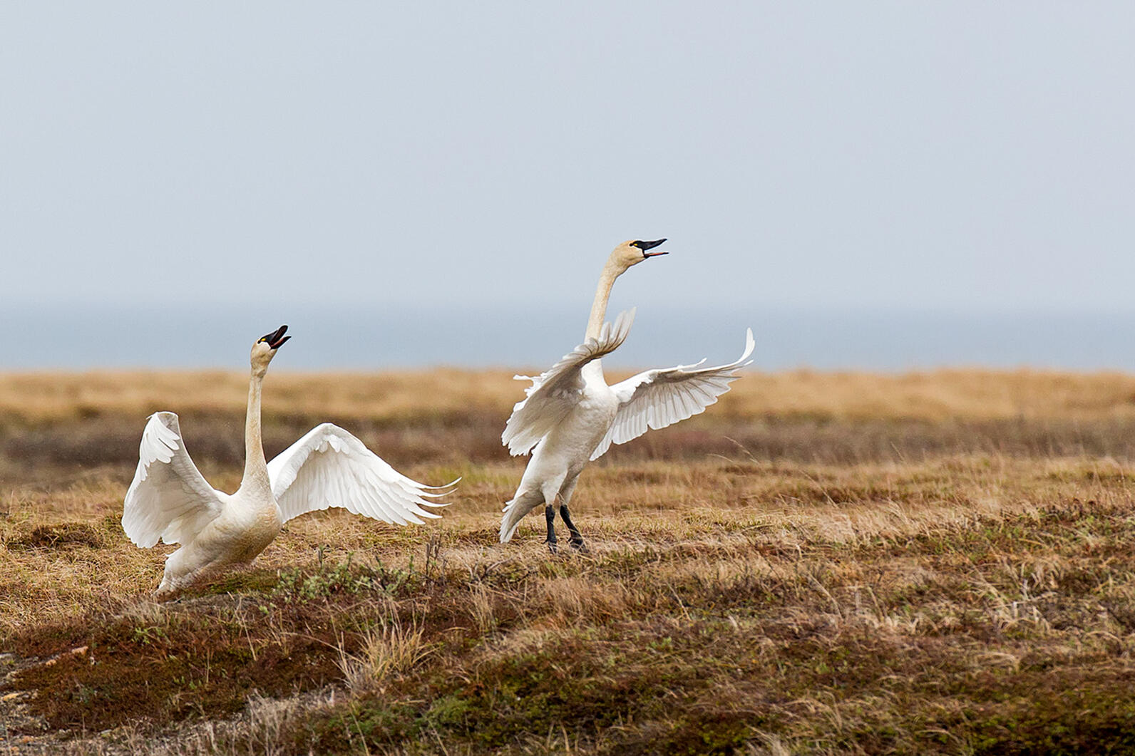 Two Tundra Swans with their wings open, heads high, and bills open in an agricultural field. 