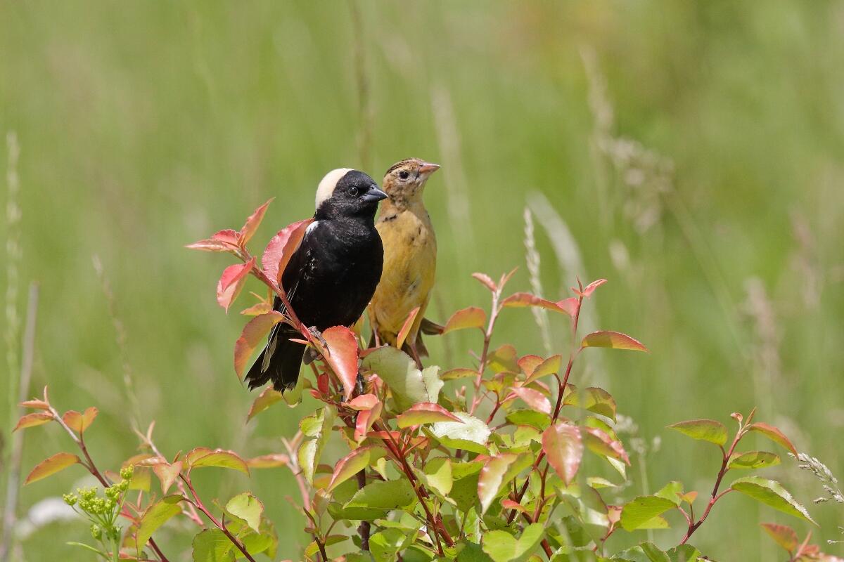 A male and female Bobolink perch atop a shrub within a grassland. 