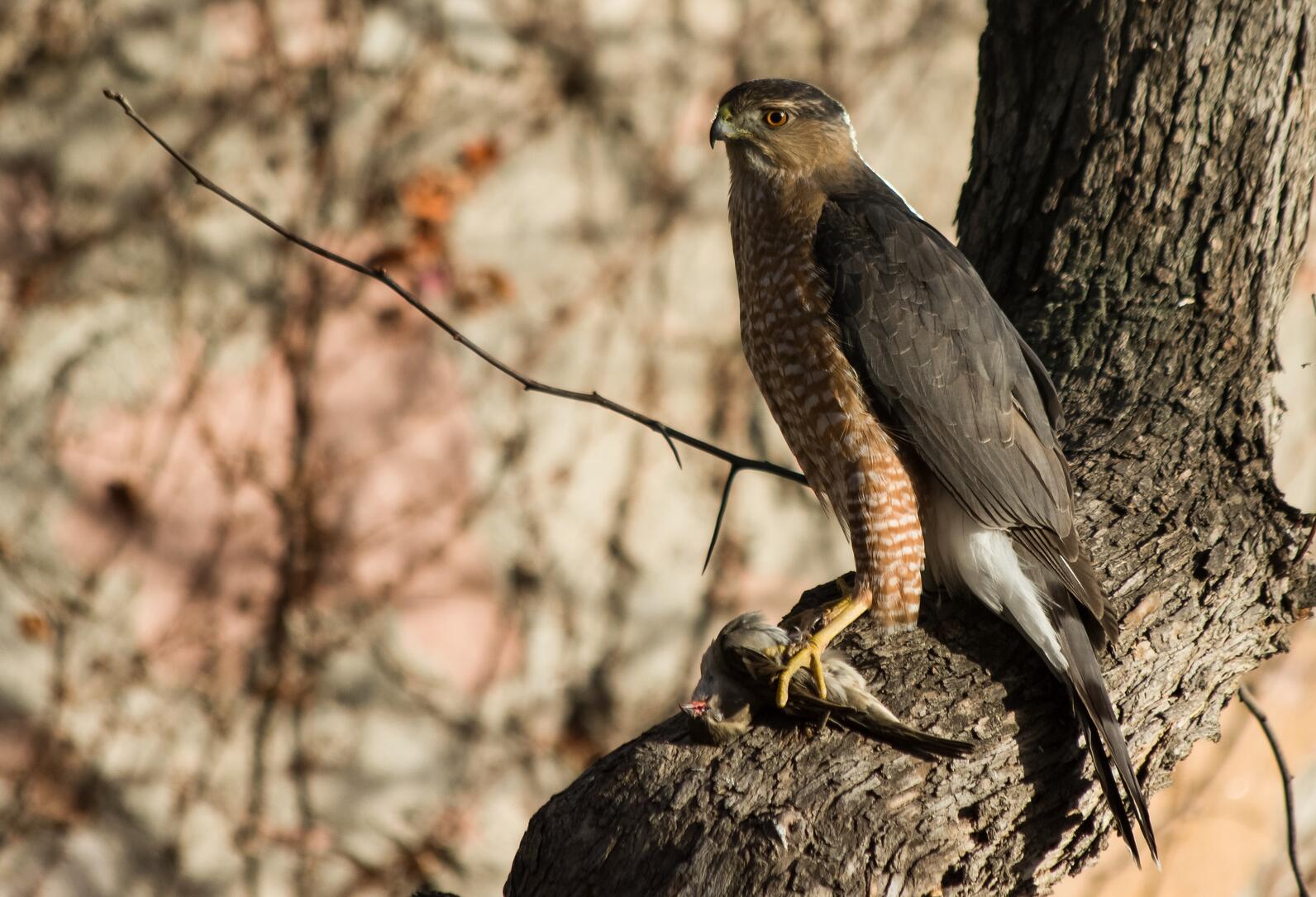 Adult Cooper's Hawk perched in a tree with a small bird in its talons. 