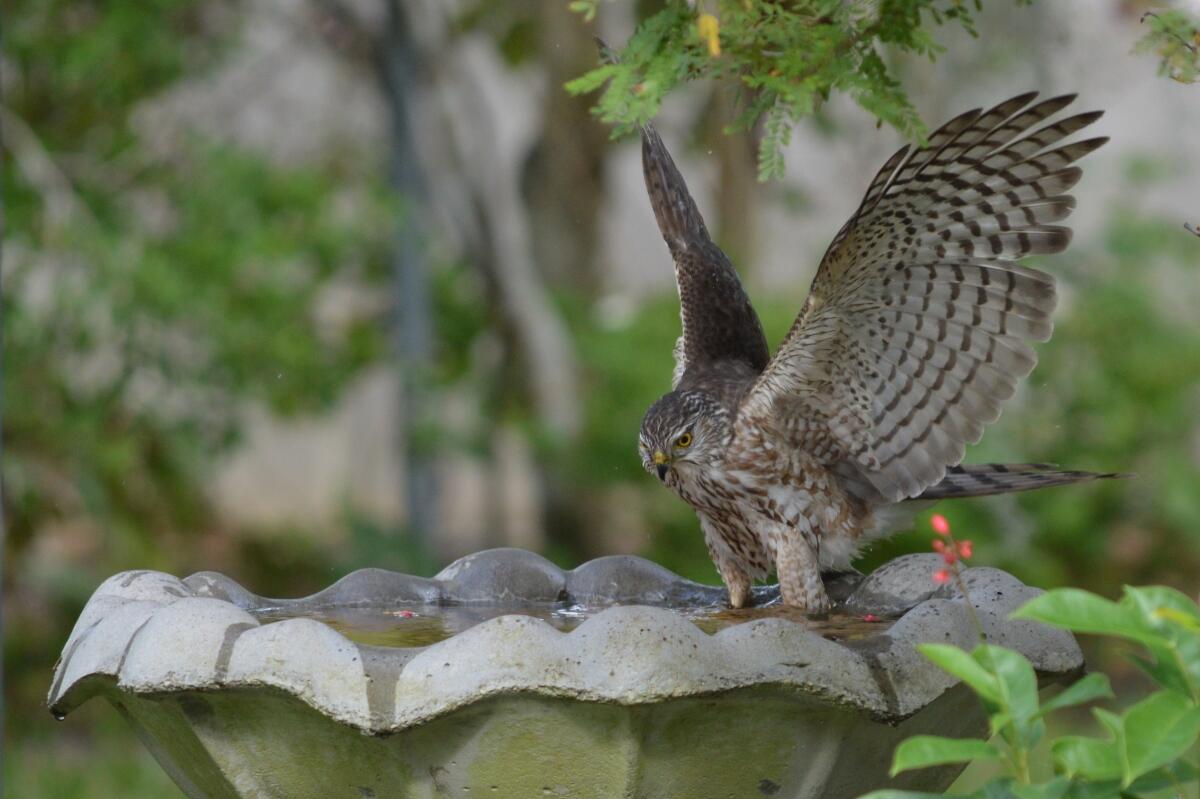 A brown and white barred and streaked juvenile Sharp-shinned Hawk spreads its wings as it bathes in a bird bath. 