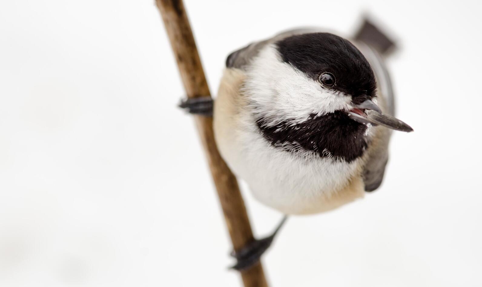 A close-up of a Black-capped Chickadee with a sunflower seed in its beak.