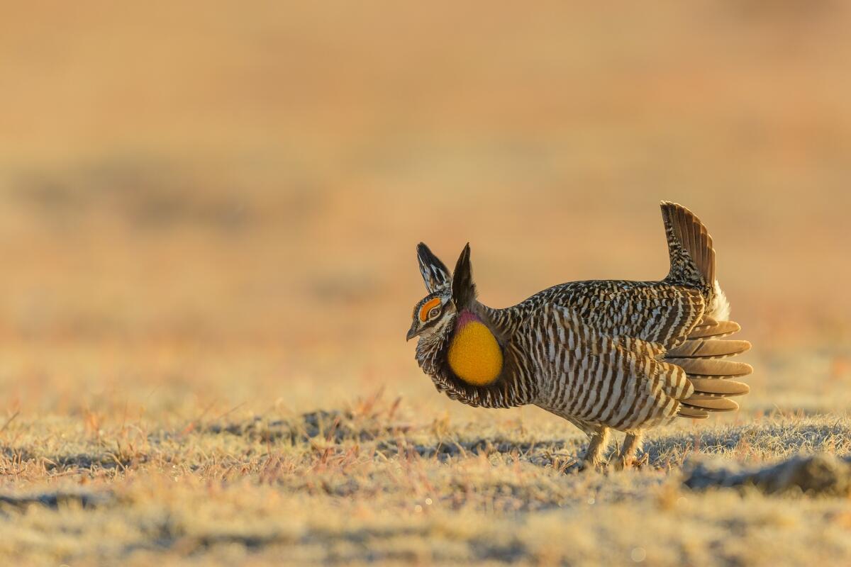 Greater Prairie-Chicken 