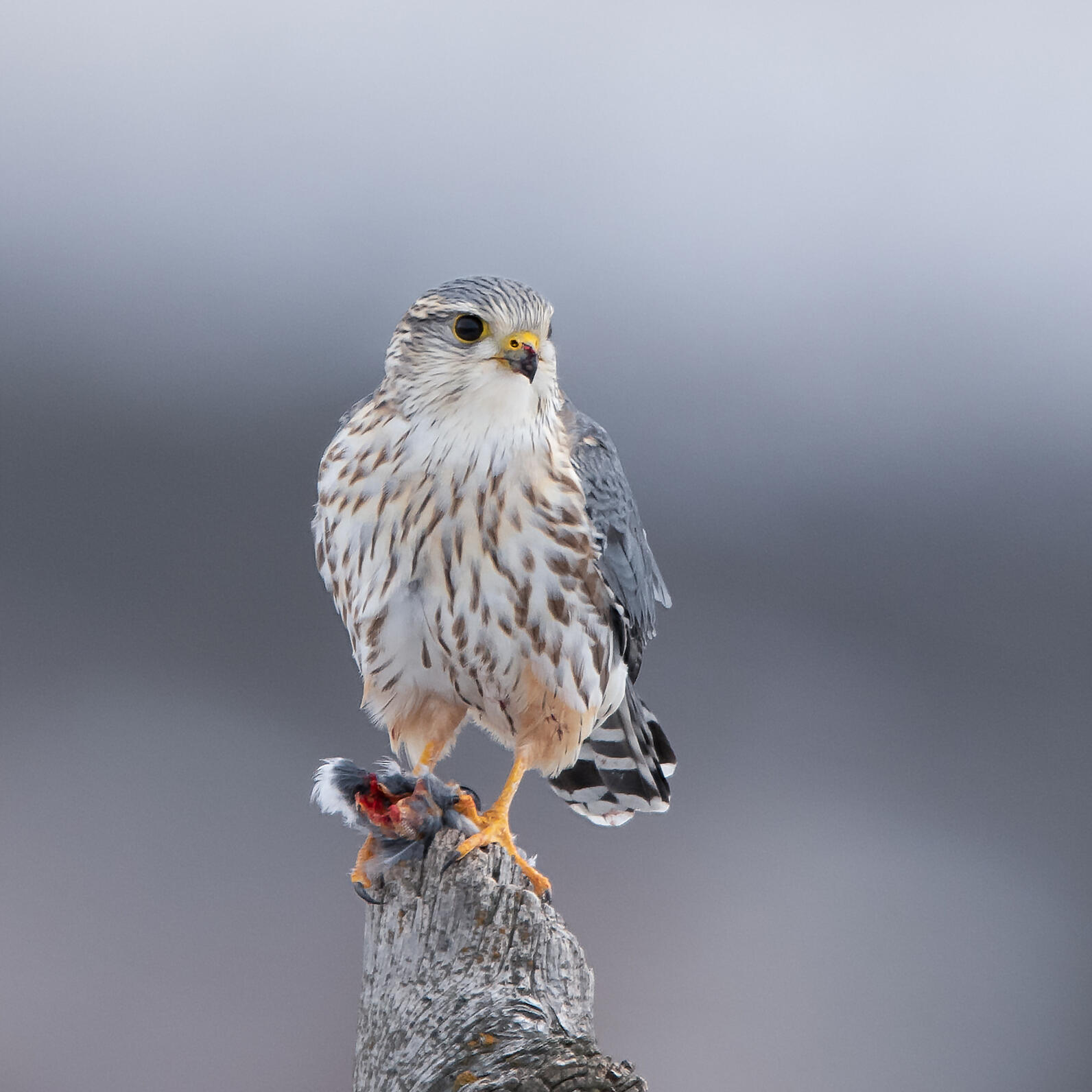 An adult male Merlin perches with a small bird in its talons. 