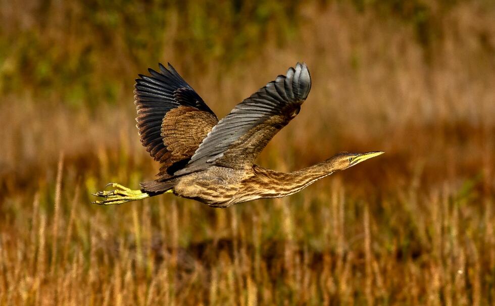 An American Bittern flies above a wetland.