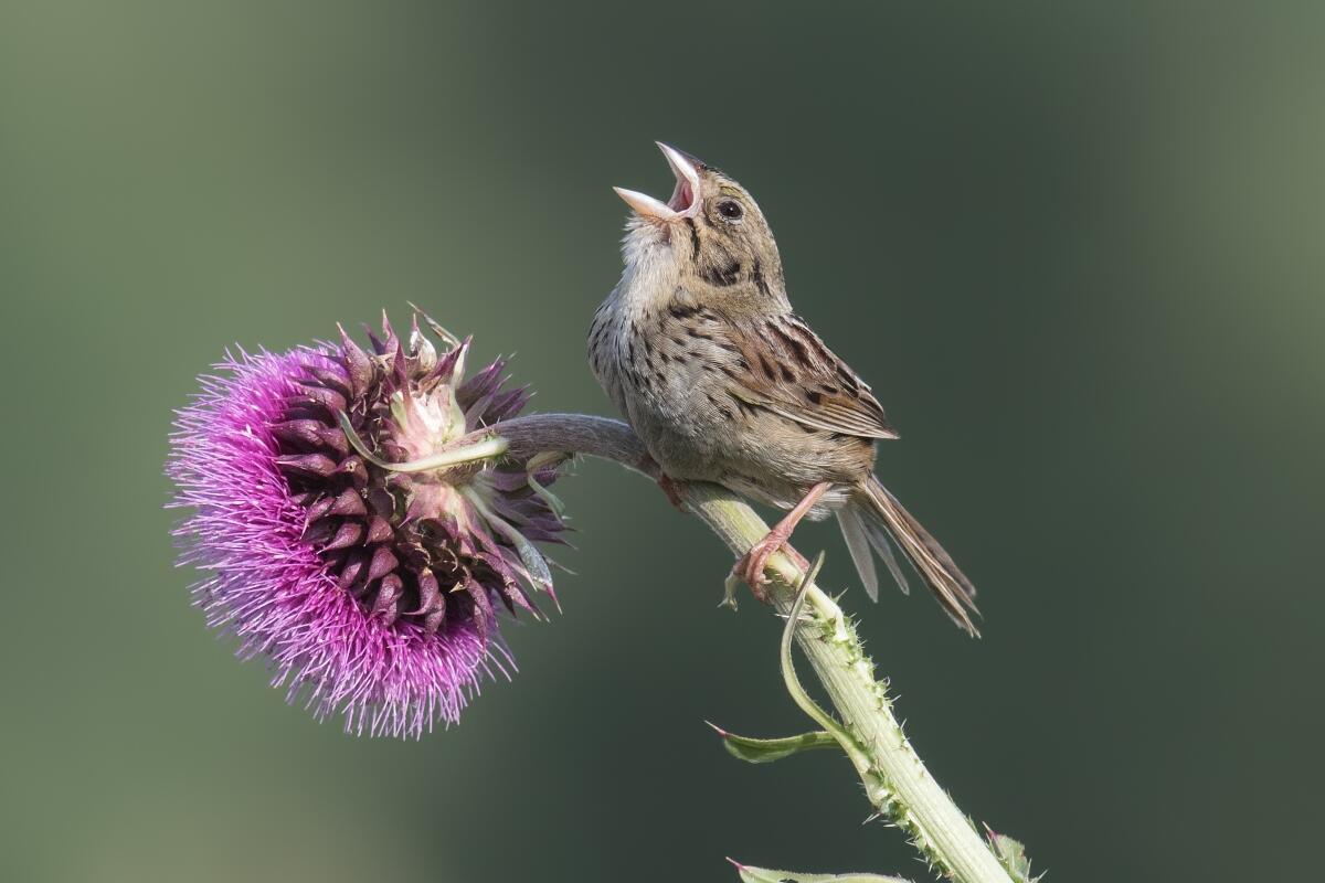 A Henslow's Sparrow throws its head back as it sings atop a wildflower stalk.