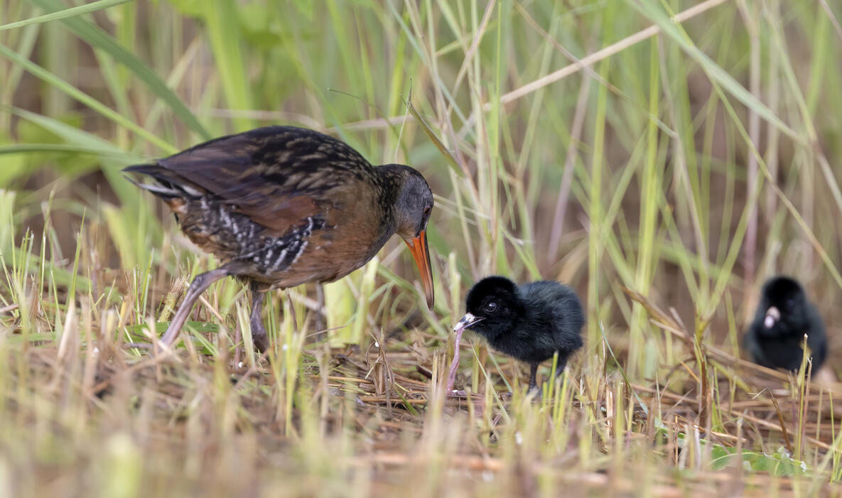 A brown, black, and gray Virginia Rail adult assists one of two black fluffy chicks with a worm in a wetland. 