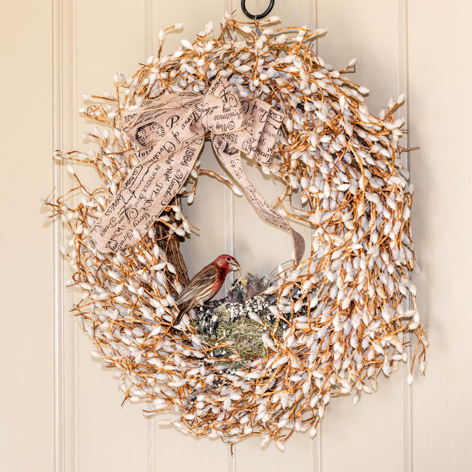 A House Finch brings food to its young in a nest which sits within a front door wreath. 