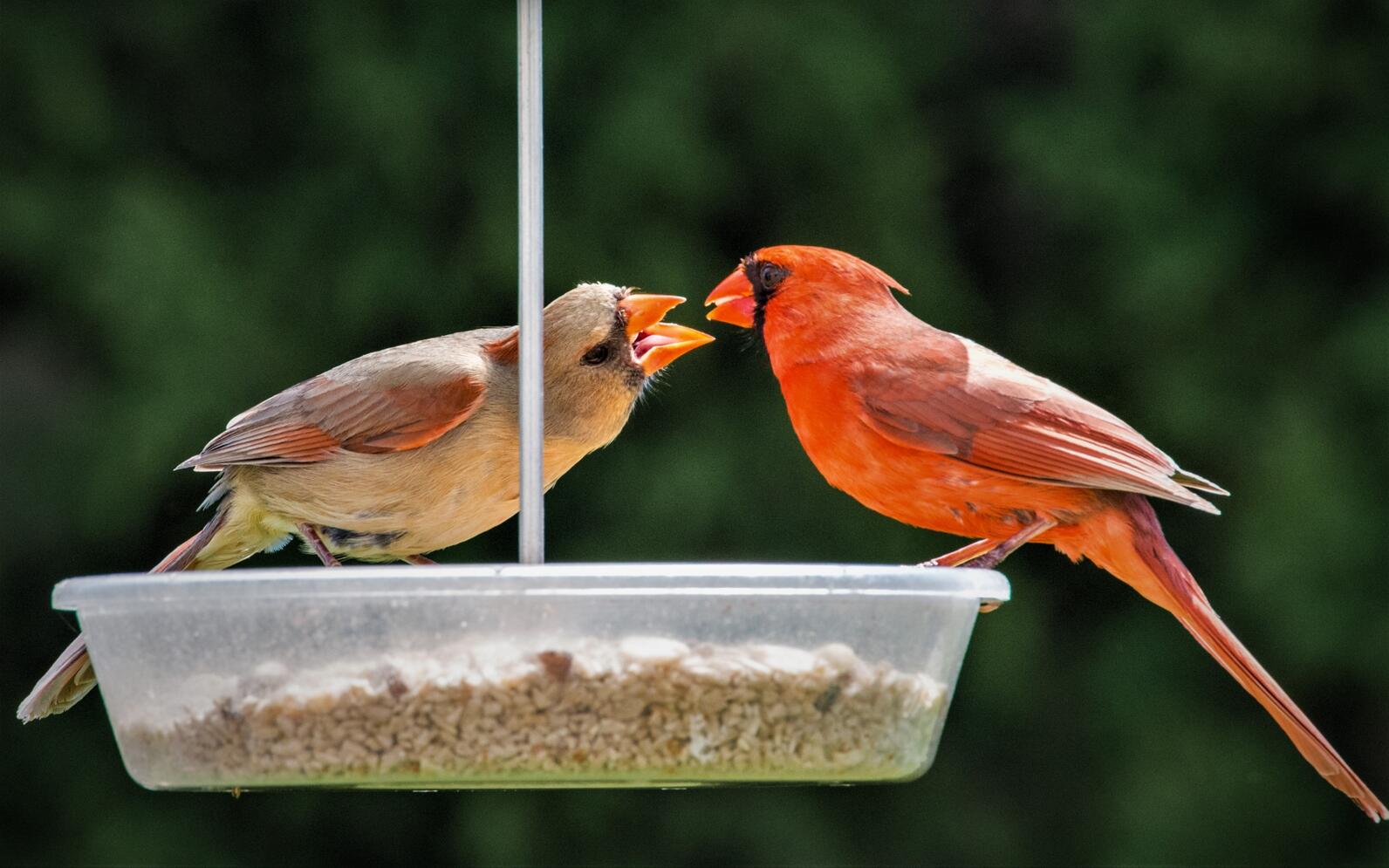 A bright red male Northern Cardinal feeds a seed to a pink washed and brown female Northern Cardinal at a tray bird feeder. 