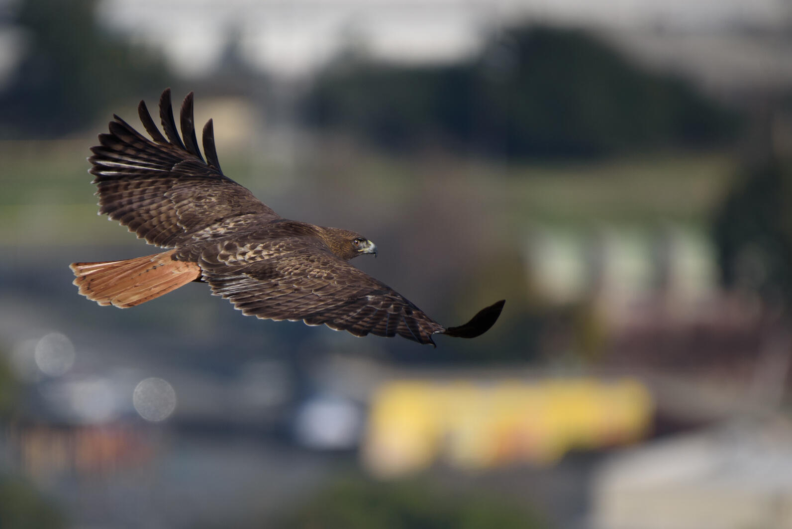 An adult Red-tailed Hawk in flight, showing its brown back contrasting with its reddish tail feathers. 