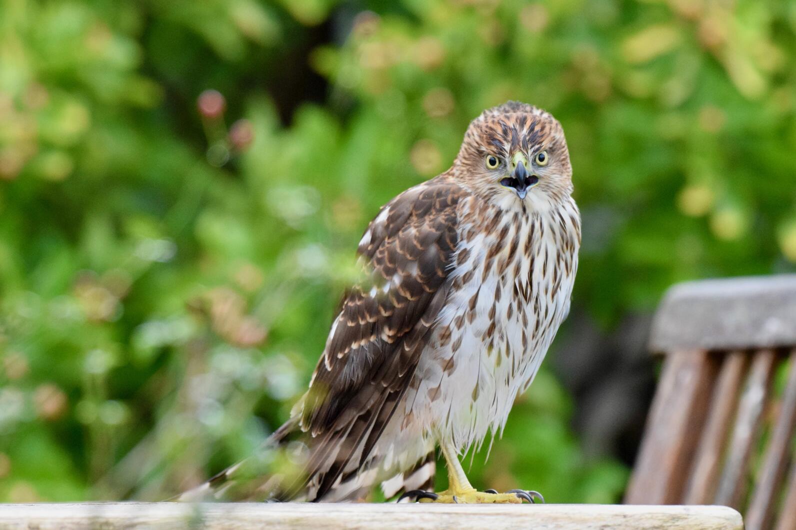 A brown and white streaked juvenile Cooper's Hawk.