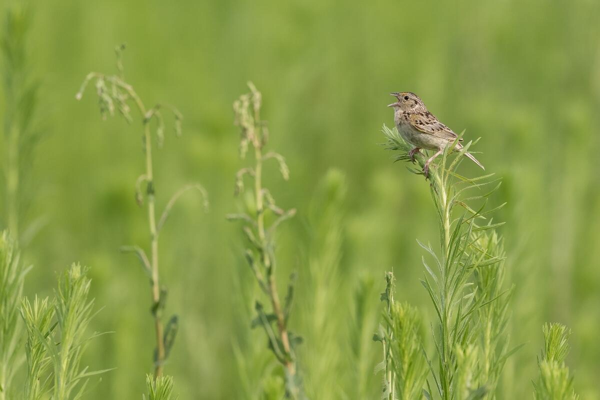 A Grasshopper Sparrow singing atop a stalk of vegetation. 