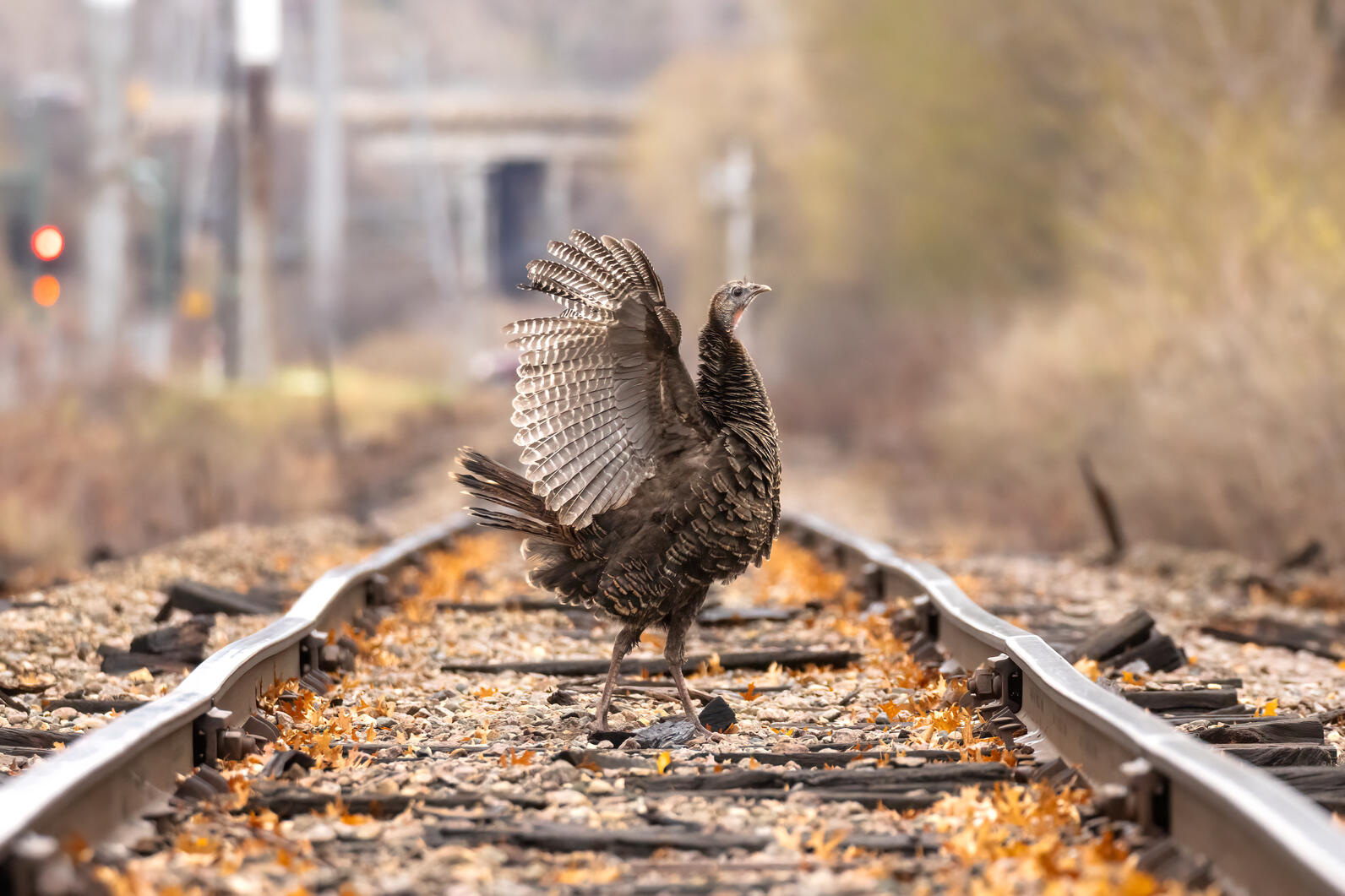 Wild Turkey. Audubon Photography Awards Female Bird Prize Winner. Credit: Travis Potter