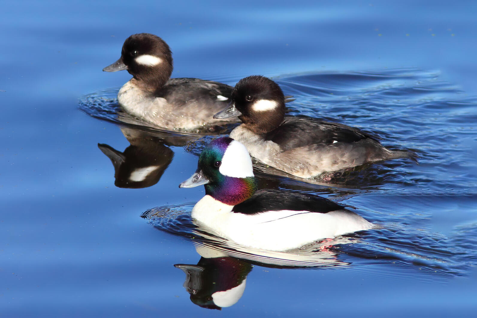 One male and two female Buffleheads swim on the water's surface.