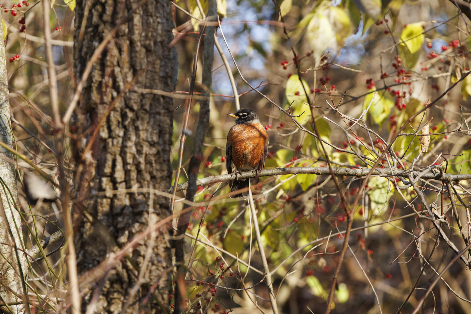 American Robin perched on a branch, surrounded by small red berries. 